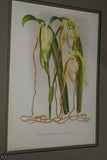 Lindenia Limited Edition Print: Paphiopedilum, Cypripedium Van Houtteanum, Lady Slipper (Maroon) Orchid Collector Art (B1)