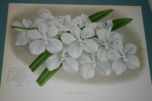 Lindenia Limited Edition Print: Vanda Coerulea (White) Orchid Club Collector Art (B2)