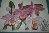 Lindenia Limited Edition Print: Cattleya x Pannemaekeriana Orchid (Magenta/Red and White)  Collectible Art (B5)