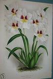 Lindenia Orchid, Limited Edition Print: Miltonia Vexillaria Benth Var Chelsonensis Hort (White and Fushia) Orchid  (B5)