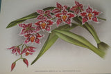Lindenia Limited Edition Print: Odontoglossum Coradinei Rchb F Var Moortebeekiense L lind (Yellow with Red) Orchid Collector Art (B5)