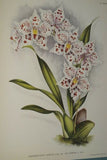 Lindenia Limited Edition Print: Odontoglossum x Soleil De Muysen L. Lind (White, Sienna and Yellow) Orchid Collector Art (B5)