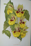 Lindenia Limited Edition Print: Catasetum Saccatum (Sienna and Yellow) Orchid Collector Art (B2)