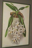 Lindenia Limited Edition Print: Catasetum Bungerothi (White) Orchid Collector Art (B1)