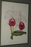 Lindenia Limited Edition Print: Cattleya Trianae Lind Var Excelsior L Lind (White with Magenta and Yellow Center) Orchid Collector Art (B5)