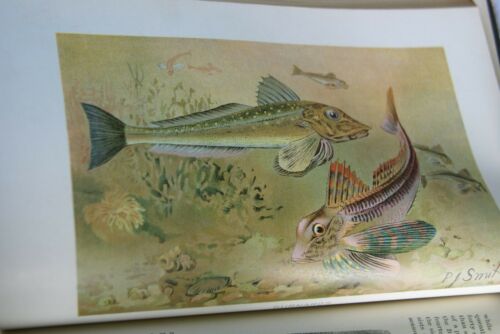Very rare Antique Book from the Library of Natural History by Richard Lydekker from 1901: 