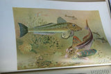 Very rare Antique Book from the Library of Natural History by Richard Lydekker from 1901: "Fish" (Leather Bound with Gold Leaf Edges) shark salmon eel chimaera blow fish etc... THE RIVERSIDE PUBLISHING COMPANY, 1901 CHICAGO