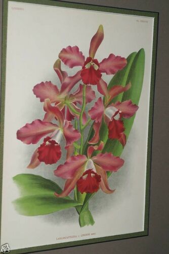 Lindenia Limited Edition Print: Laeliocattleya x Lindeni Laelia Cattleya (Fushia) Orchid Collectible Art (B3)