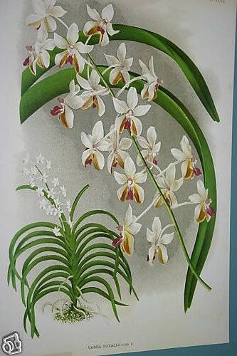 Lindenia Limited Edition Orchid Art Print: Rhynchostylis