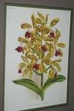 Lindenia Limited Edition Print: Cattleya Chocoensis Var Miss Nilsson (White with Fushia and Yellow Center)  Orchid Collector Art (B2)