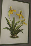 Lindenia Limited Edition Print: Paphiopedilum Cypripedium Insigne Wall Var Nobilius L Lind, Lady Slipper (White, Yellow and Sienna) Orchid Collector Art (B5)