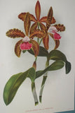 Lindenia Limited edition Print: Sobralia xantholeuca Cattleya Hort Var Alba Hort (White)  Orchid Collectible (B5)