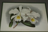Lindenia Limited Edition Print: Laelia Lindleyana (White with Pink Tip) Orchid Collector Art (B5)