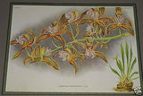 Lindenia Limited Edition Print: Cymbidium Giganteum Wall (Striped Sienna) Orchid Collector Art (B5)
