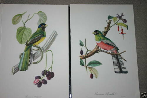 VERY RARE 1960 Rare Descourtilz Limited Edition Original Folio Lithograph, choice between 2 Brazilian Trogon or Couroucou birds: plate 7 or 9