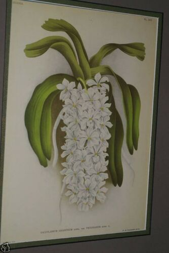 Lindenia Limited edition Print: Saccolabium Giganteum Var Petotianum (White) Orchid AOS Collector Art (B4)