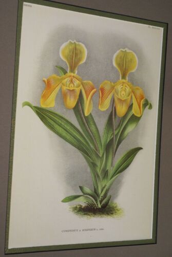 Lindenia Limited Edition Print: Paphiopedilum, Cypripedium x Auriferum L. Lind, Lady Slipper (Yellow) Orchid Art (B5)