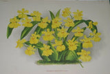 Lindenia Limited Edition Print: Catasetum Imschootianum (Yellow) Orchid Collector Art (B3)