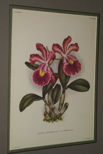Lindenia  Limited Edition Print: Cattleya Schilleriana Rchb F Var Superba Hort (Magenta) Orchid Collector Art (B5)