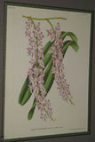 Lindenia Limited edition Print: Saccolabium Giganteum Var Petotianum (White) Orchid AOS Collector Art (B4)