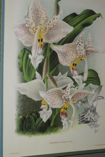 Lindenia Limited Edition Print: Stanhopea Oculata (White with Speckled Sienna) Orchid Collector Art (B2)
