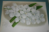 Lindenia Limited Edition Print: Angraecum Citratum Thouars (White) Orchid Collector Art (B2)