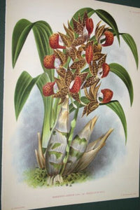 Lindenia Botanical Print Limited Edition: Mormodes Igneum Maculatum, Red, Orchid Art (B3)