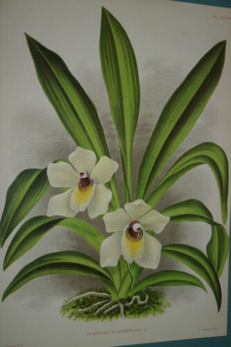 Lindenia Limited Edition print: Zygopetalum Cerinum (White, Yellow and Sienna) Orchid Collector Art (B3)