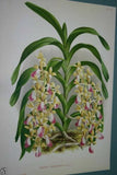 Lindenia Limited Edition Print: Aerides Multiflorum Roxb Var Lobbi Veitch Orchid (White and Pink) Art (B5)