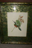 Professionally Double Matted & Framed in Hand-painted Frame 21”x 15” VERY RARE Authentic Limited Edition 1960 Descourtilz Folio of Tropical Orange-Breasted Barbet or Cabezon Elegant Bird Plate 13 from Brazil (DES0)