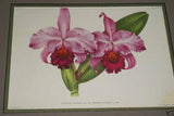 Lindenia Limited Edition Print: Laelia Elegans Var Houtteana (Fushia and White) Orchid Collectible Art (B1)