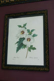 Hand Painted Frame Limited Edition Redoute Hibiscus Althea Print Wall Decor RE3