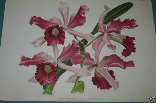 Lindenia Limited Edition Print: Laelia Purpurata Var Fastuosa (Magenta and Pink) Orchid Collectible Art (B3)