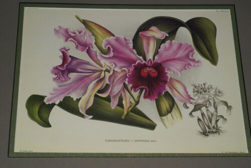 Lindenia Limited Edition Print: Laeliocattleya x Gottoiana Hort (Magenta) Orchid Collector Art (B5)