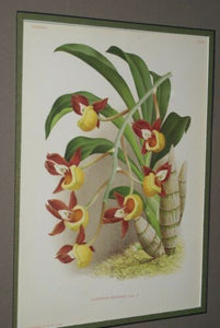 Lindenia Limited Edition Print: Catasetum Decipiens (Yellow and Sienna) Orchid Botanical Collector Art (B1)