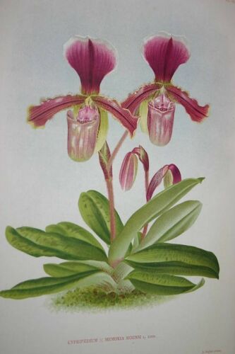 Lindenia Limited Edition Print: Paphiopedilum, Cypripedium x Memoria Moensii. L. lind, Lady Slipper Orchid (Magenta) Collector Art (B3)