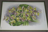 Lindenia Limited Edition Print: Catasetum Galeritum (Yellow and Sienna) Orchid Collector Art (B1)