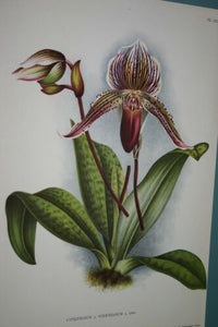 Lindenia Limited Edition Print: Paphiopedilum, Cypripedium x Wiertzianum L. Lind, Lady Slipper (Magenta) Orchid Collector Art (B4)