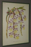 Lindenia Limited Edition Print: Dendrobium Thyrsiflorum (White and Yellow) Orchid Collector Art (B1)
