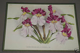 Lindenia Limited Edition Print: Miltonia Phalaenopsis Nicholson (White and Magenta) Orchid Collector Art (B3)
