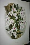 Lindenia Botanical Print, Limited Edition: Aganisia Lepida, White Orchid Collectible Art (B3)