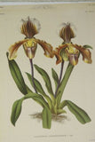 Lindenia Limited Edition Print: Paphiopedilum, Cypripedium x Bruxellense, Lady Slipper (Sienna and Yellow) Orchid Collector Art (B5)