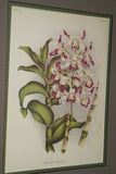 Lindenia Limited Edition Print: Dendrobium Maccarthia Thwaites (Fushia and White) Orchid Collector Art (B3)