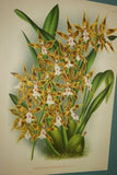 Lindenia Limited Edition Print: Odontoglossum Bleichroderianum (Pale Yellow with Speckled Red) Orchid Collector Art (B2)