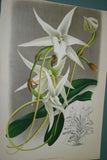 Lindenia Limited Edition Print: Dendrobium Leucolophotum (White) Orchid Collectible Art (B2)