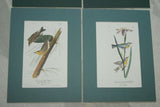 done 8 Matted Audubon Bird Prints Liquidation mats alone were $8.00 each Wall Decor