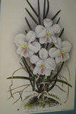 Lindenia Limited Edition Print: Dendrobium Leucolophotum (White) Orchid Collectible Art (B2)