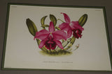 Lindenia Limited Edition Print: Cattleya Trianae Lindl Var Samyana L Lind (White with Magenta and Yellow Center) Orchid Collector Art (B4)