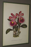 Lindenia Limited Edition Print: Cattleya Trianae Lind Var Excelsior L Lind (White with Magenta and Yellow Center) Orchid Collector Art (B5)