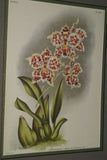 Lindenia Limited Edition Print: Odontoglossum Pescatorei Var Lindenianum (Pink and White) Orchid Collectible (B2)